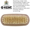 image:imageKent FD3 Luxury Beechwood Body Scrubbing Exfoliating BathShower Brush with 100 Pure White Bristle and Kent NB4 Natural Bristle Fingernail Brush and Hand Scrub Brush for Nails